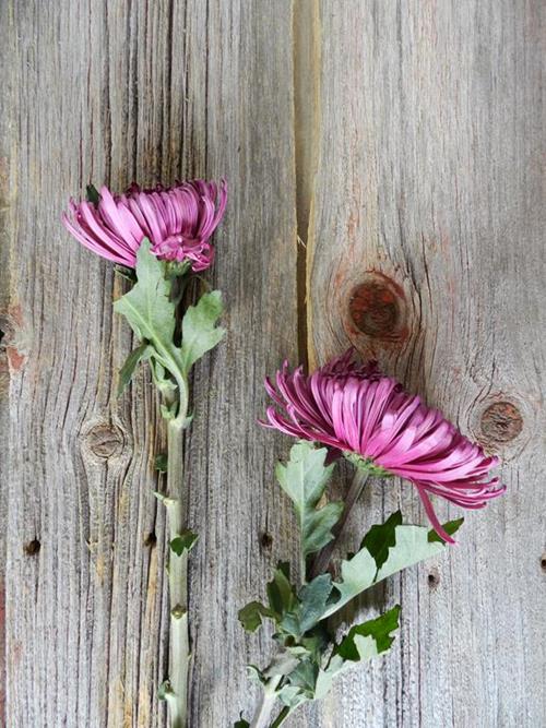 Wholesale Purple Spiders Delivered Online FlowerFarm